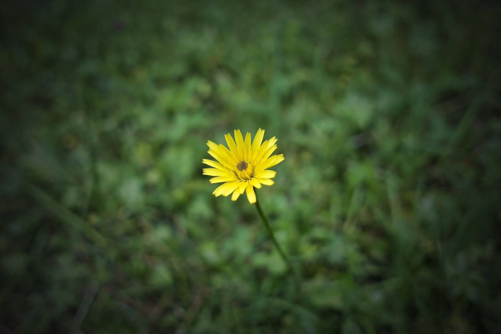 Sony a6000 + Sigma 19mm F2.8 EX DN sample photo. Flower, meadow, green photography
