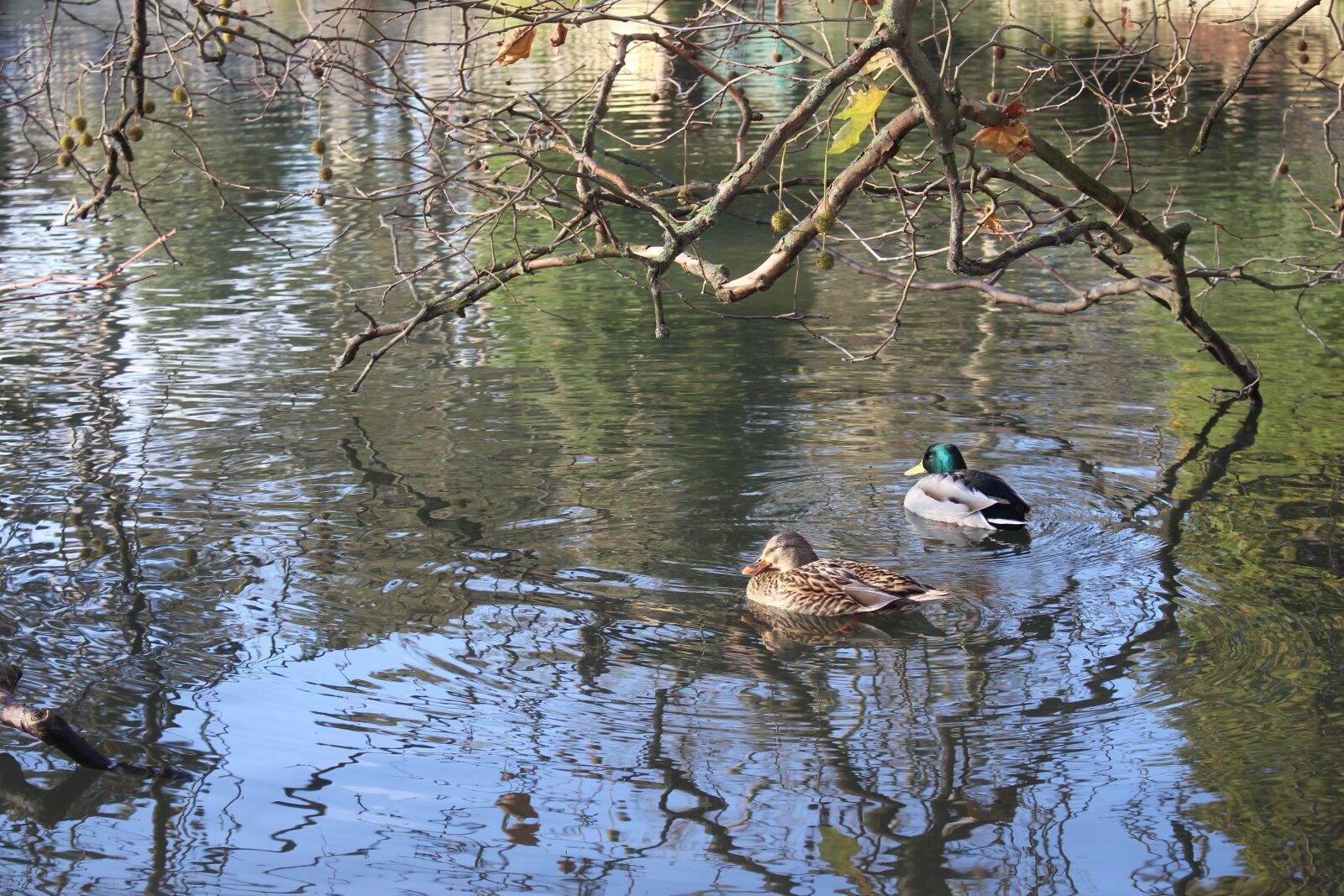 Canon EOS 700D (EOS Rebel T5i / EOS Kiss X7i) sample photo. Water, pool, reflection photography