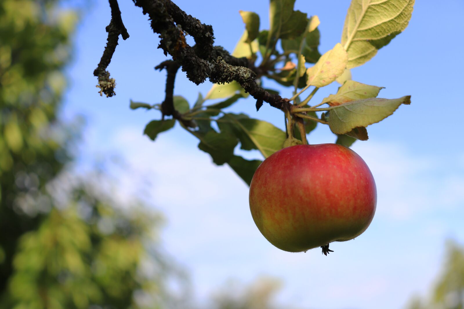 Canon EOS 800D (EOS Rebel T7i / EOS Kiss X9i) sample photo. Apple, apple tree, red photography