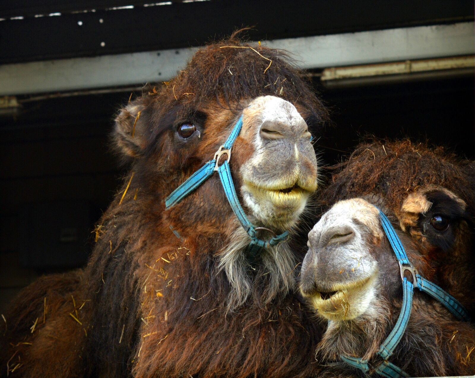Nikon D3200 sample photo. Camel, desert ship, animal photography