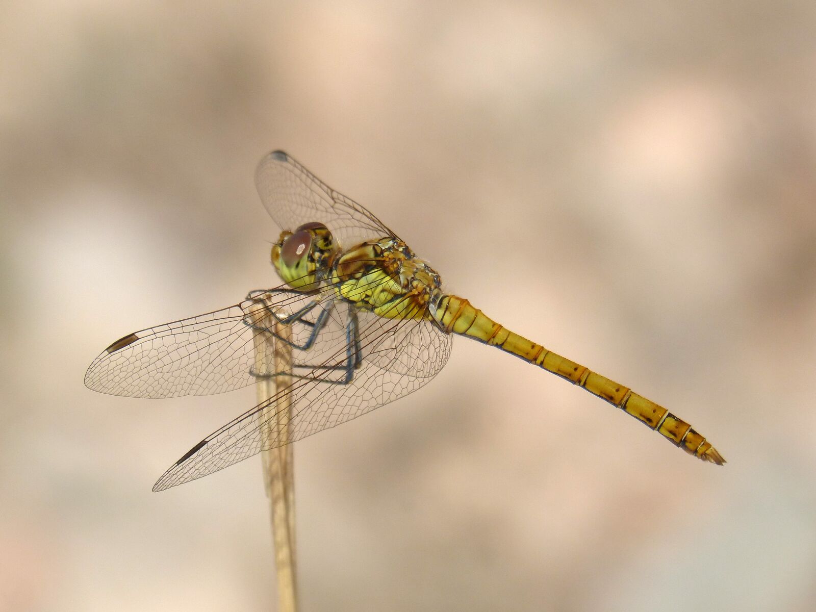 Panasonic DMC-FZ62 sample photo. Ib lula, yellow dragonfly photography