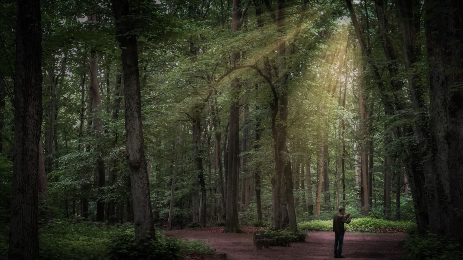 Sony DSC-HX60 sample photo. Forest, sun, sunbeam photography