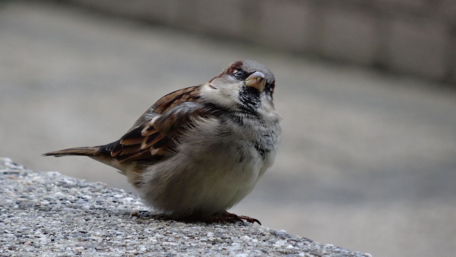 Sony DSC-HX50 sample photo. Animal world, bird, animal photography