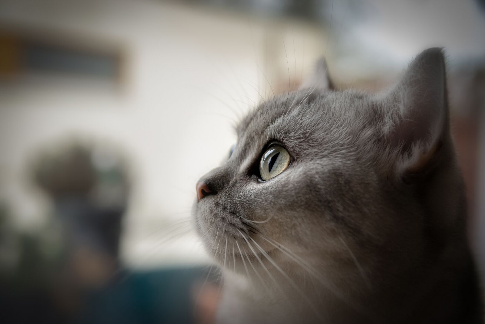 Nikon D5300 sample photo. Cat, pet, domestic cat photography