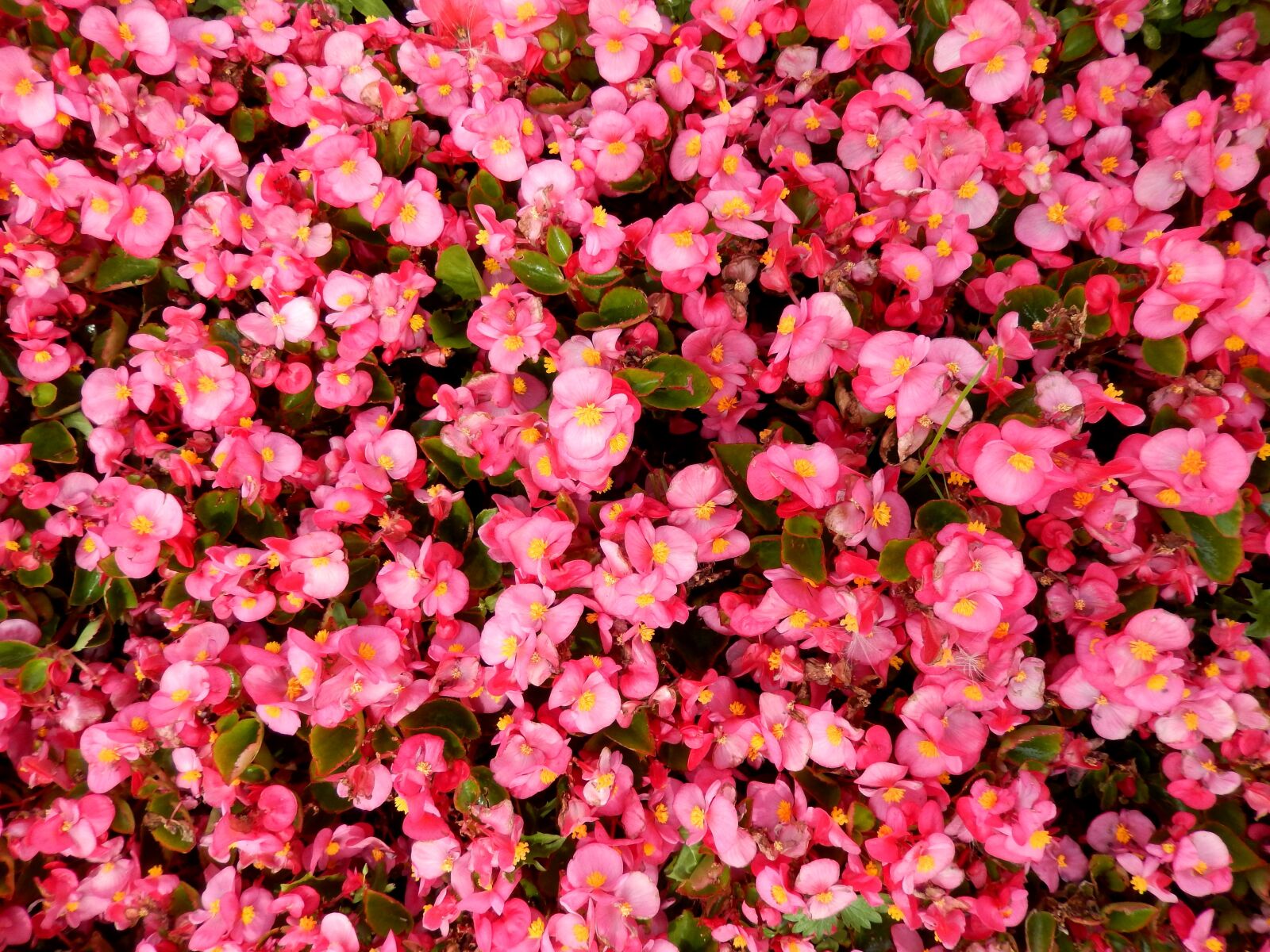 Nikon Coolpix S9500 sample photo. Flowers, carpet, flower carpet photography