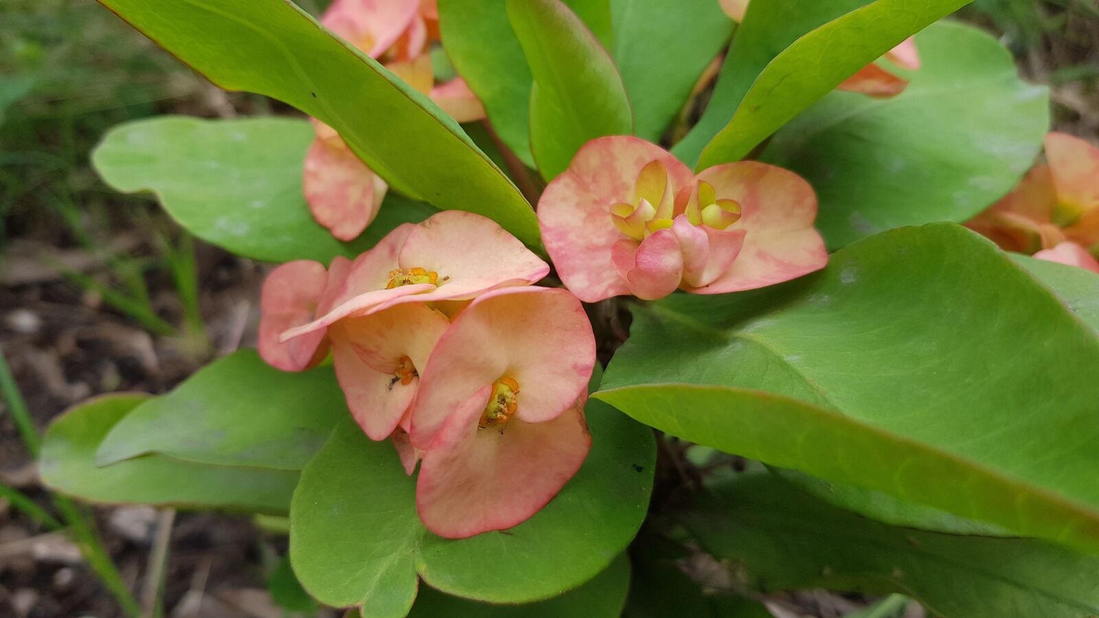 Samsung Galaxy S8 sample photo. Flowers, garden, bloom photography