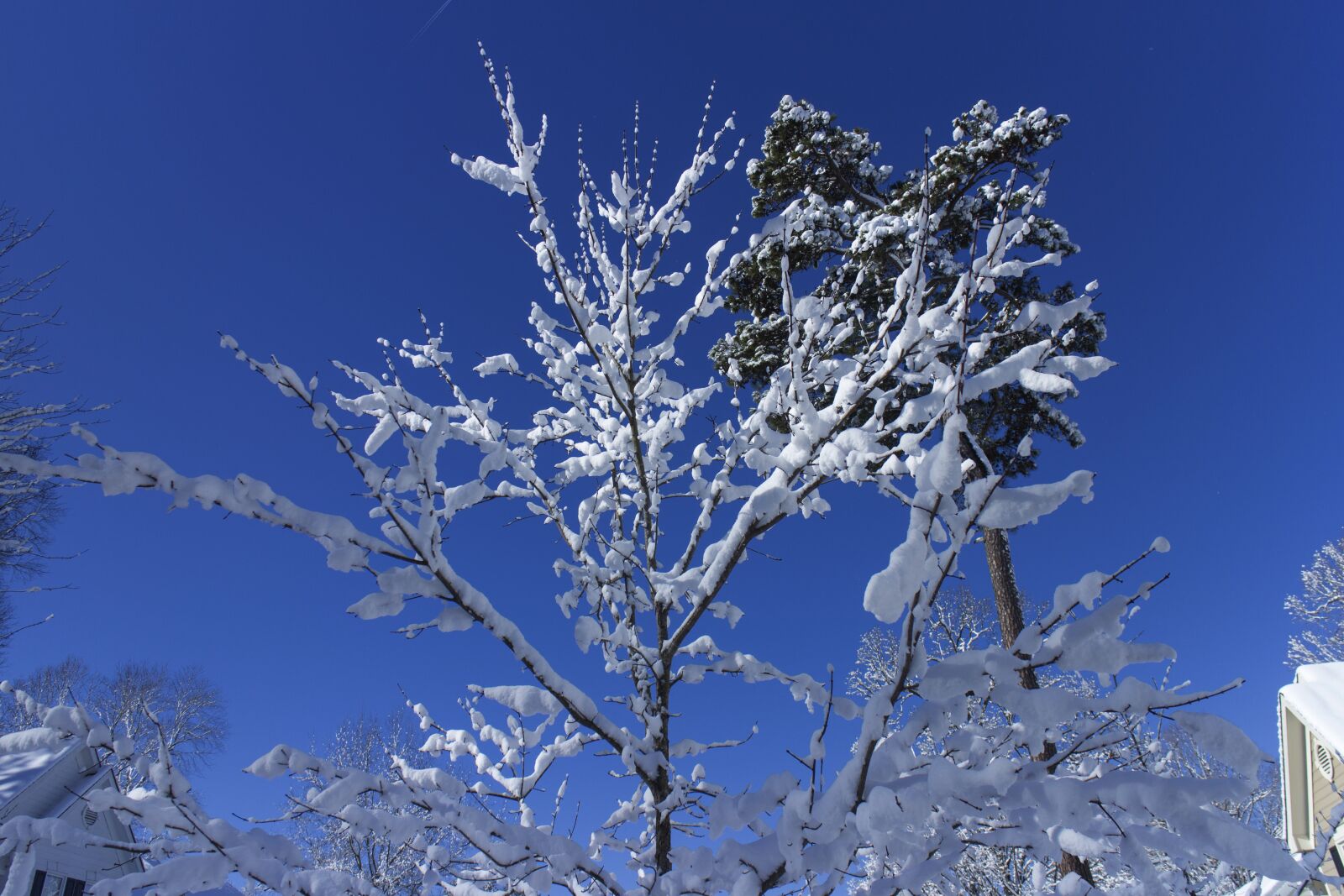 Canon EOS M sample photo. Snow, trees, winter photography