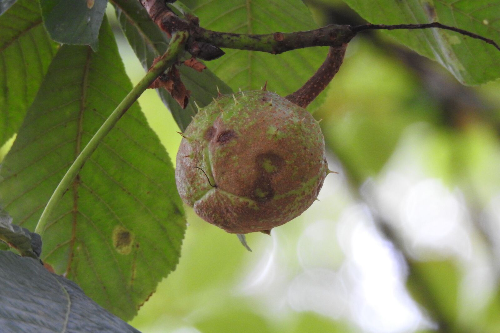 Nikon Coolpix P900 sample photo. Chestnut, tree, nature photography