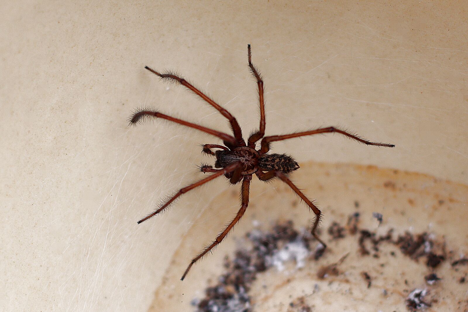 Canon EF 50mm F1.4 USM sample photo. Spider, animal, close up photography