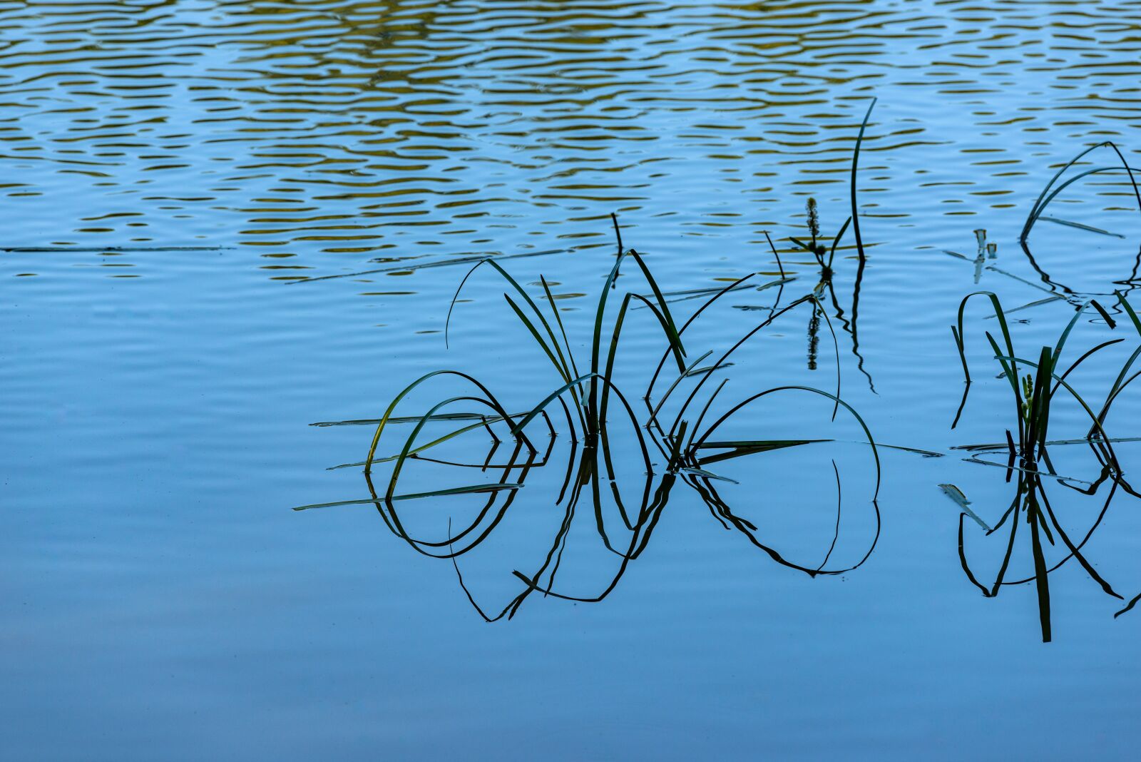 Nikon D800E sample photo. Nature, water, grass photography