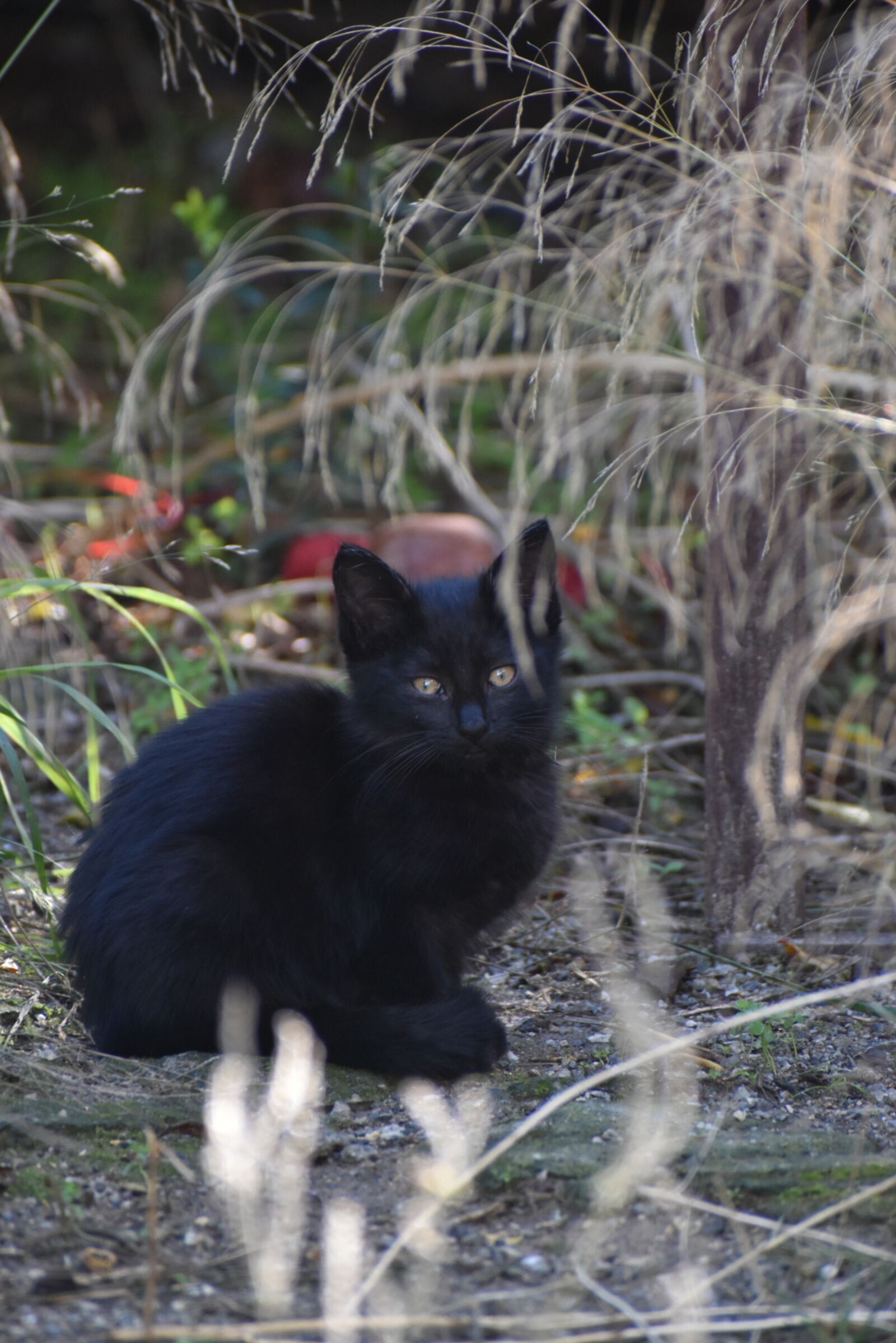 Nikon D5600 sample photo