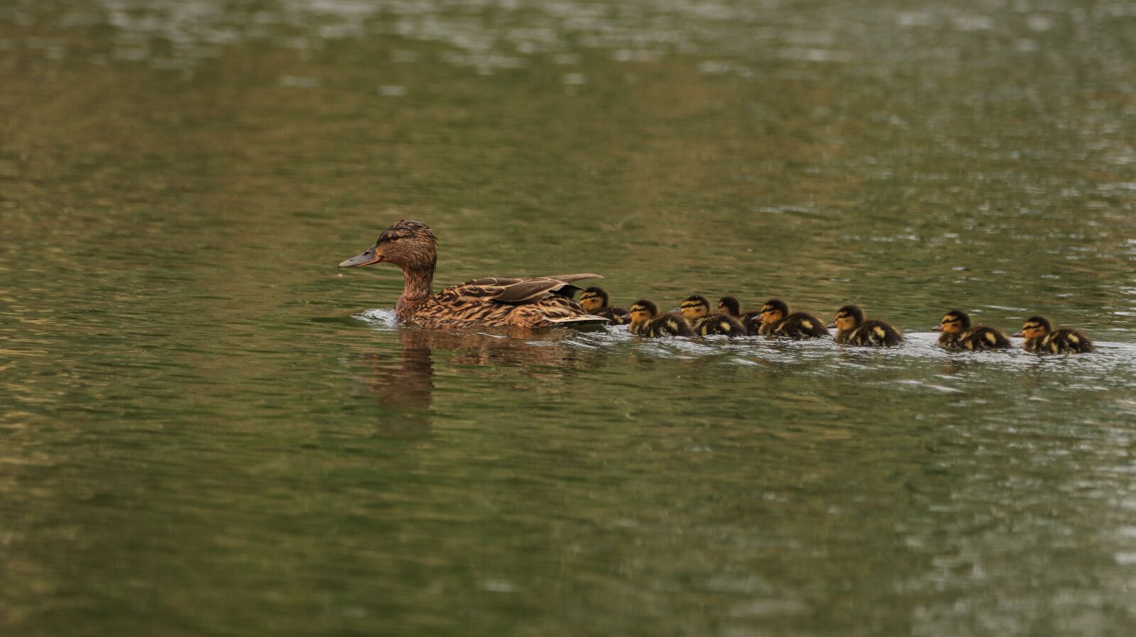 150-600mm F5-6.3 DG OS HSM | Contemporary 015 sample photo. Lake, water bird, nature photography