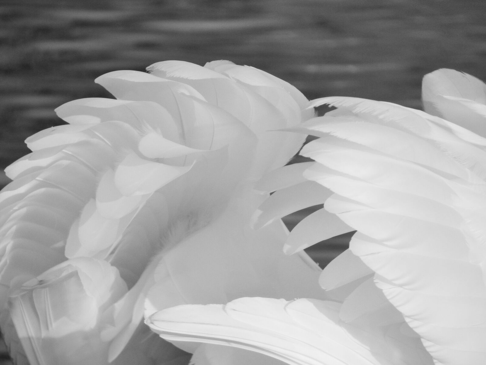Panasonic DMC-FZ72 sample photo. Feathers, swan, bird photography