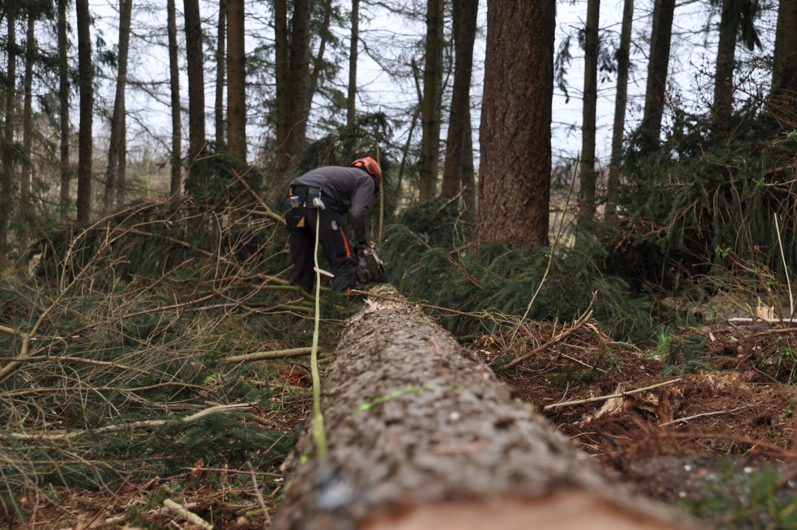 Nikon D5000 sample photo. Forestry, economy, inventory photography