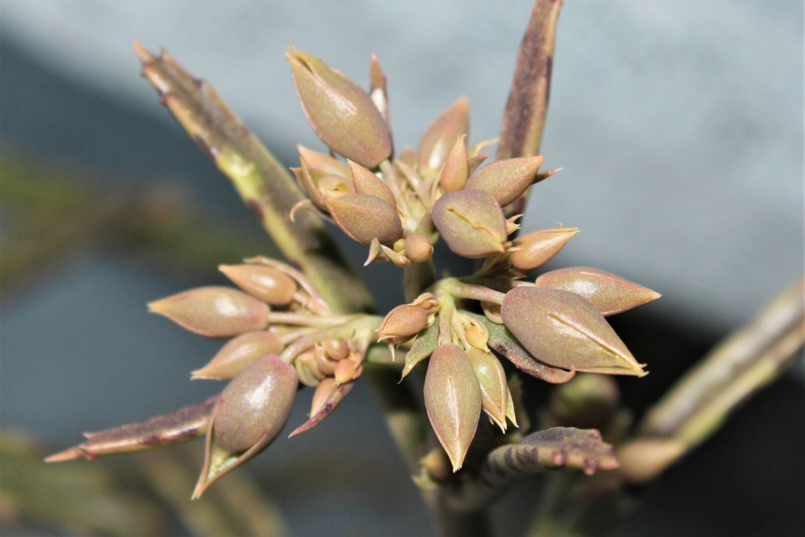 Canon EOS 1200D (EOS Rebel T5 / EOS Kiss X70 / EOS Hi) sample photo. Flower, cocoons, succulent photography