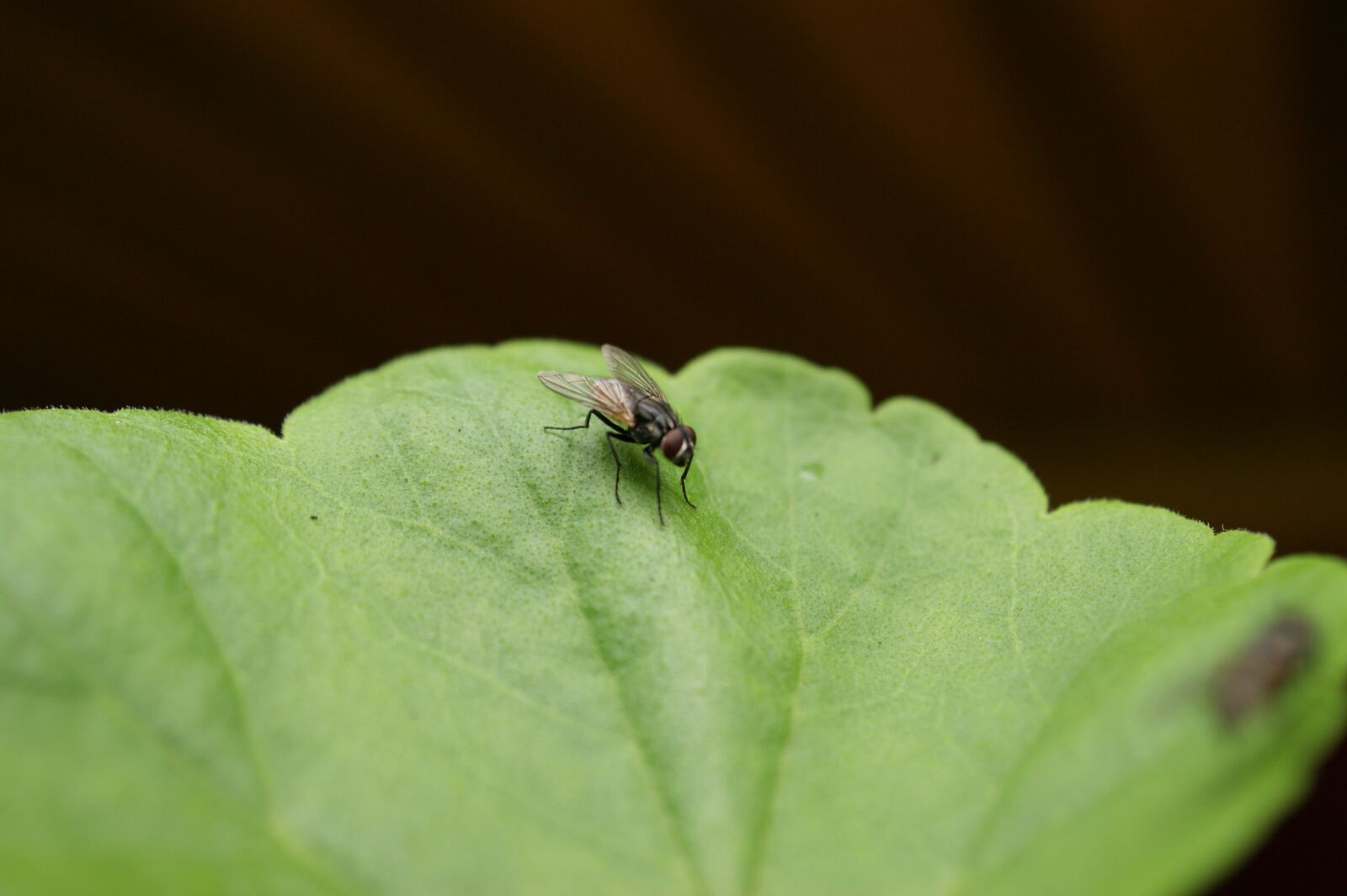Sony Alpha DSLR-A390 sample photo. Nature, the, field photography
