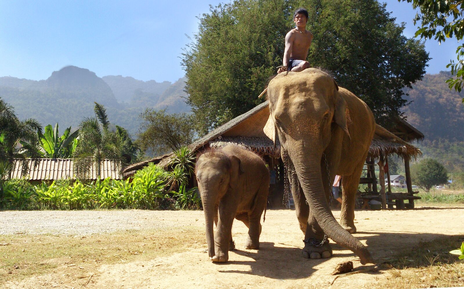 Sony Ericsson Xperia S sample photo. Elephants, thailand, travel photography