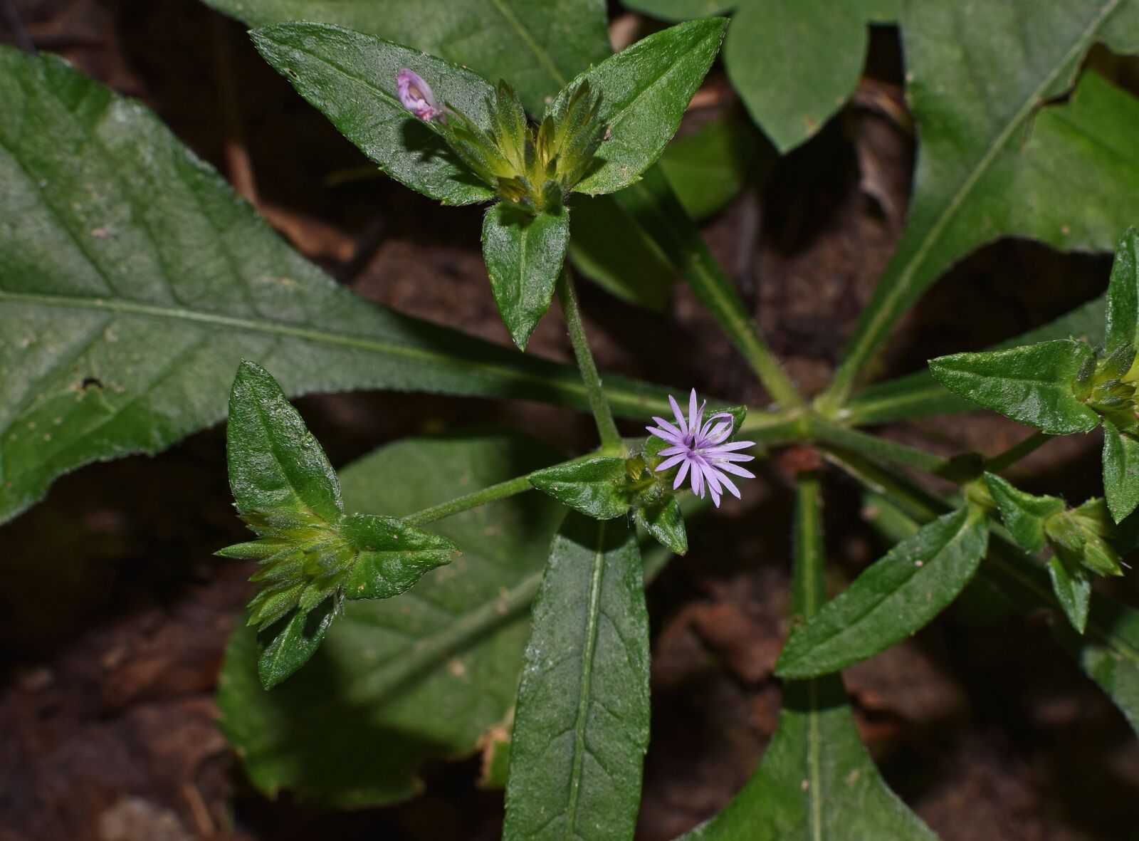 Nikon D3300 sample photo. Caroline elephant's foot, aster photography