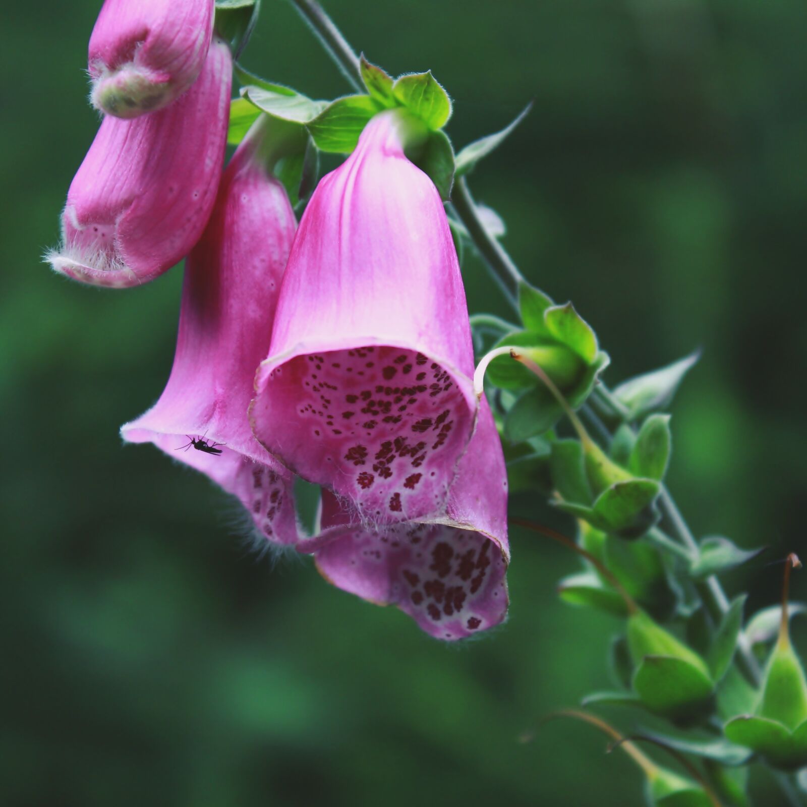 Canon EOS 1200D (EOS Rebel T5 / EOS Kiss X70 / EOS Hi) sample photo. Thimble, flower, blossom photography