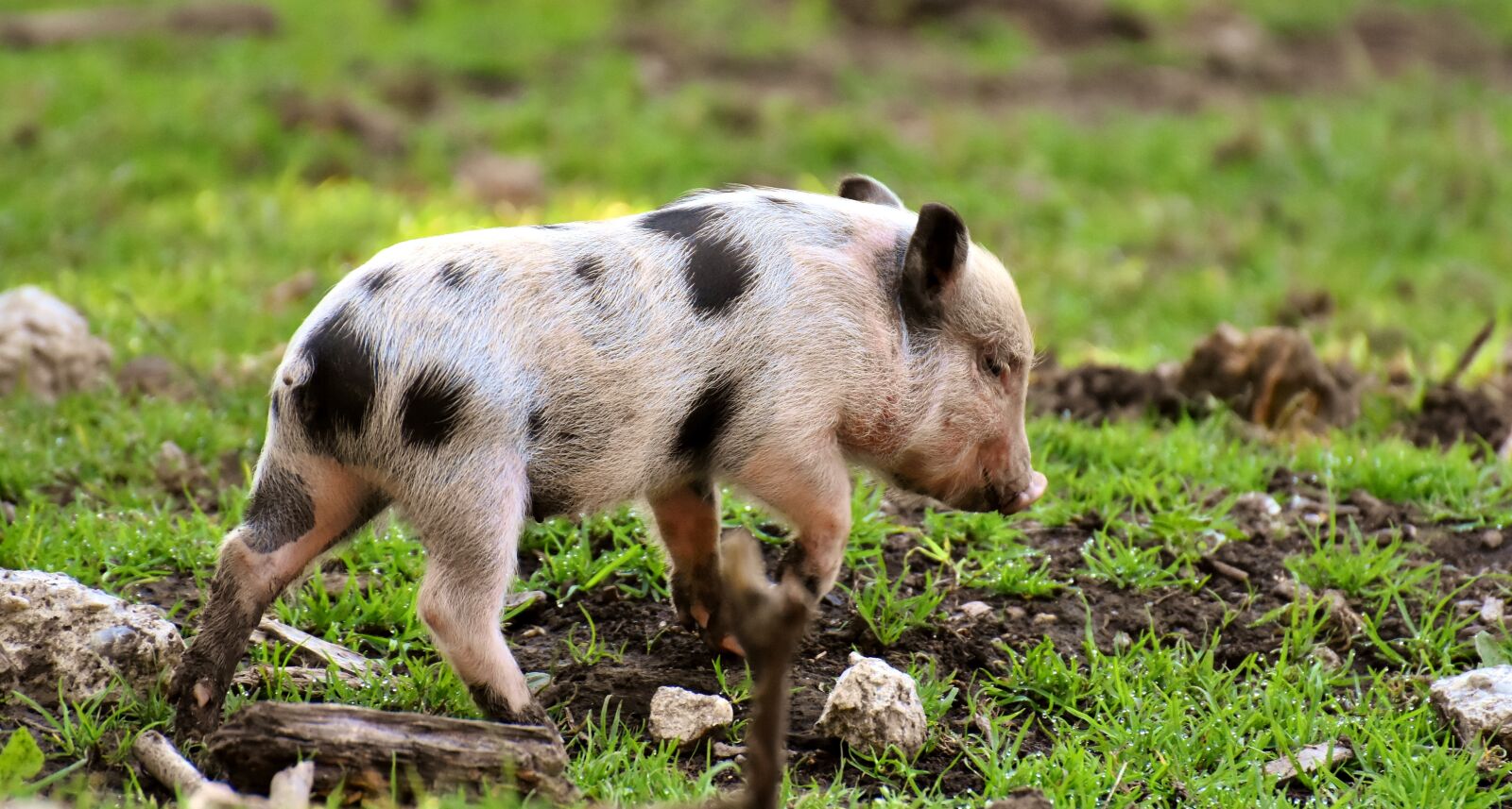 Nikon D7200 sample photo. Piglet, small pigs, mini photography
