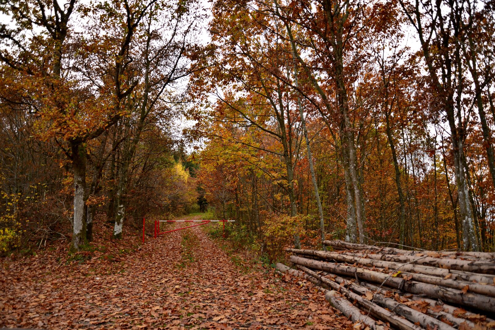 Nikon D600 sample photo. Forest, autumn, trunks photography
