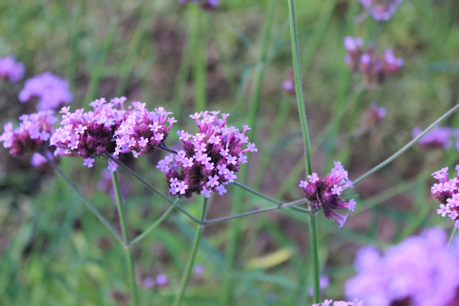 Canon EOS 600D (Rebel EOS T3i / EOS Kiss X5) sample photo. Purple flowers, flowers, flower photography