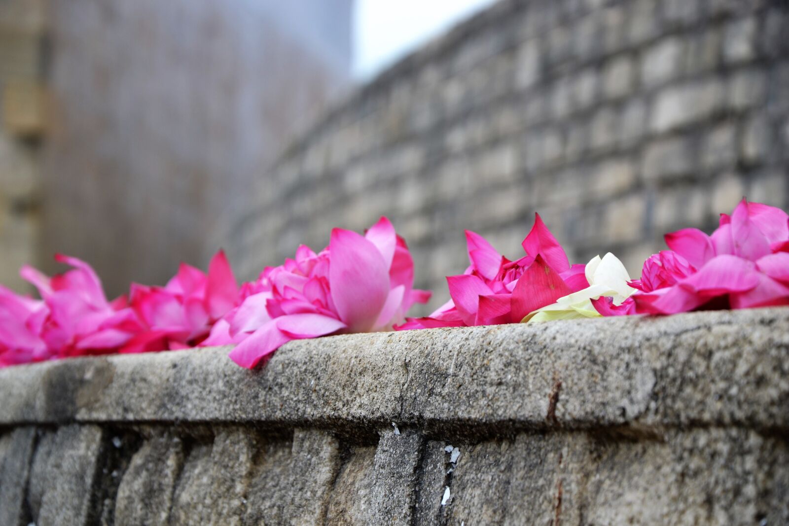 Nikon D3100 sample photo. Flower, temple, faith photography