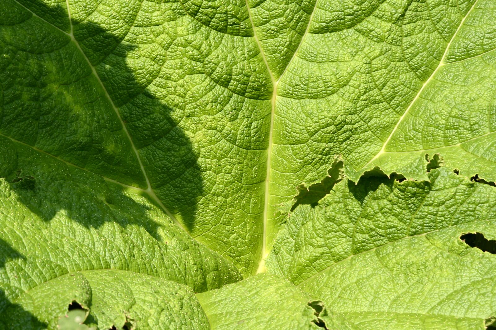 Nikon D7100 sample photo. Mammoth sheet, leaf, green photography