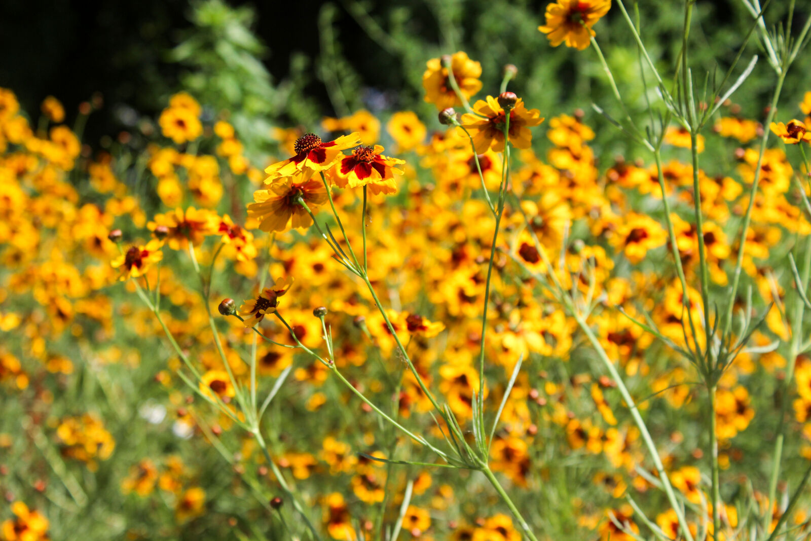 Canon EOS 600D (Rebel EOS T3i / EOS Kiss X5) sample photo. Bokeh, bright, flowers photography