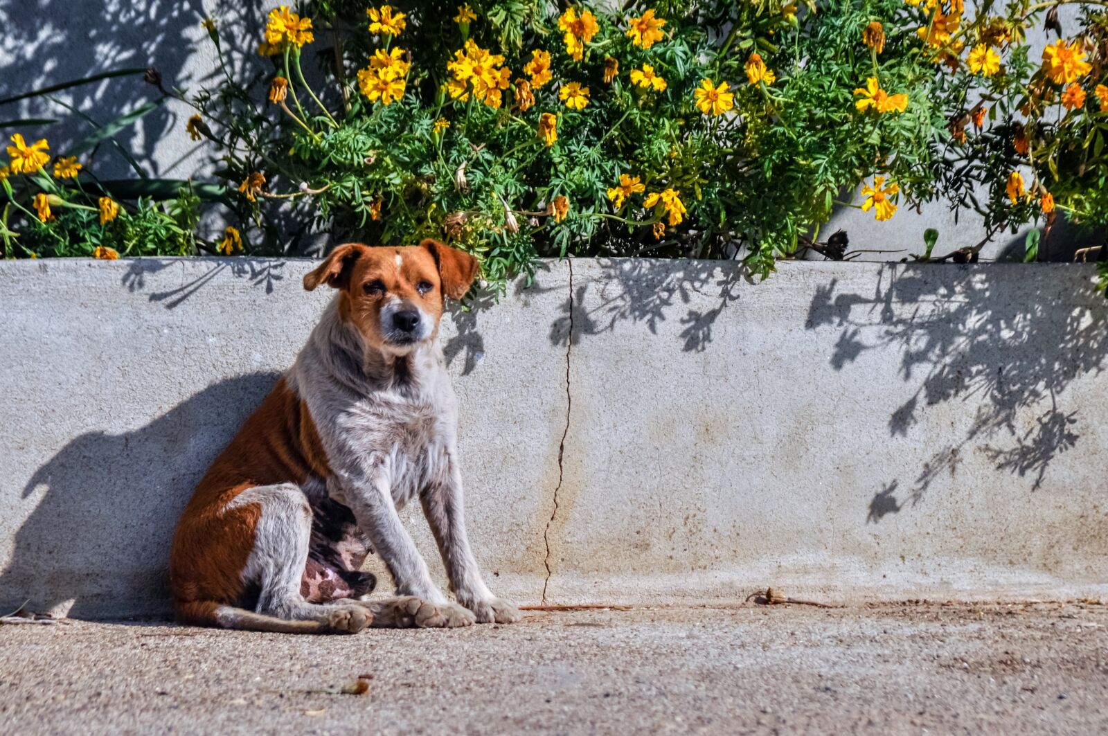 Nikon D90 sample photo. Dog, shadow, old photography