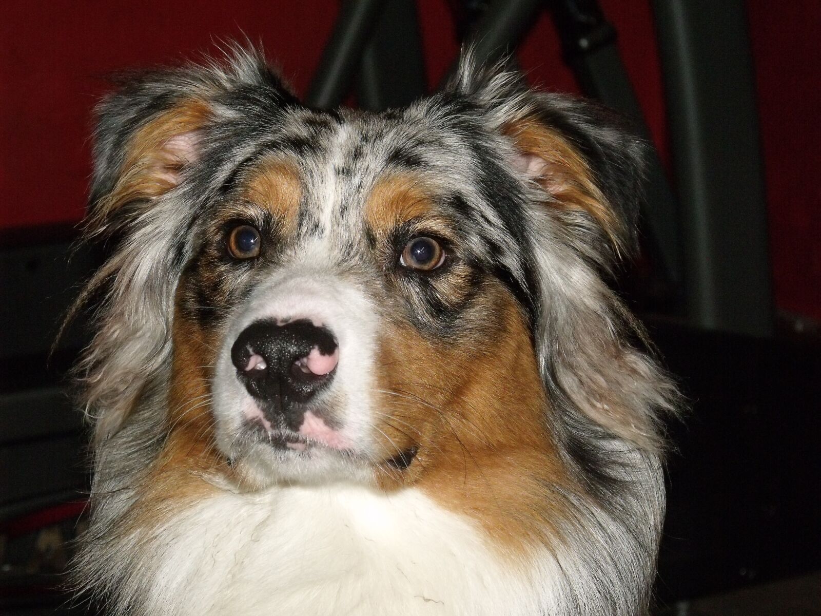 Fujifilm FinePix S1500 sample photo. Australian shepherd, blue merle photography