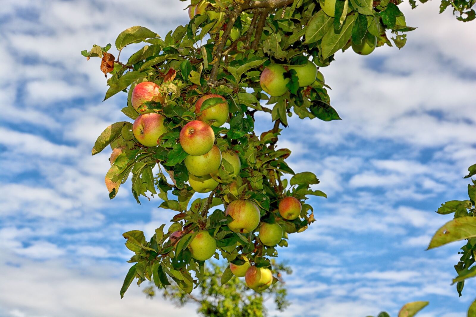 Nikon D7100 sample photo. Tree, leaf, nature photography