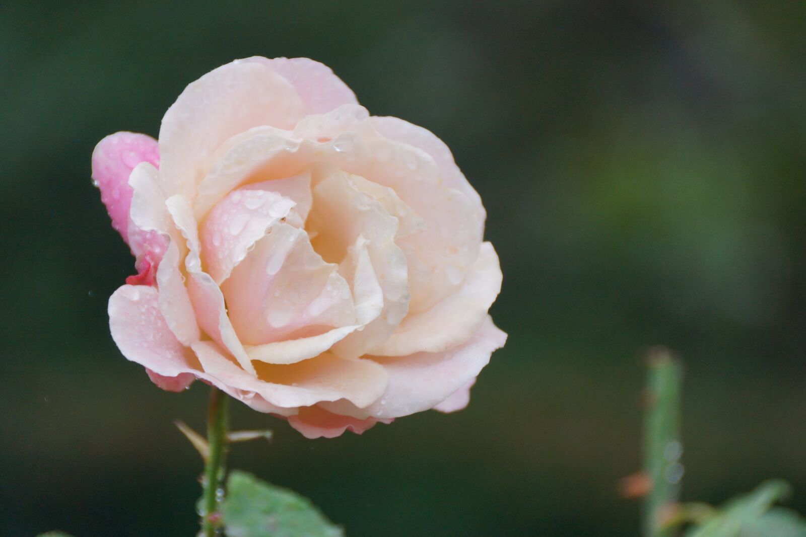Sony SLT-A77 + Sony DT 18-250mm F3.5-6.3 sample photo. Pink, light, rose photography