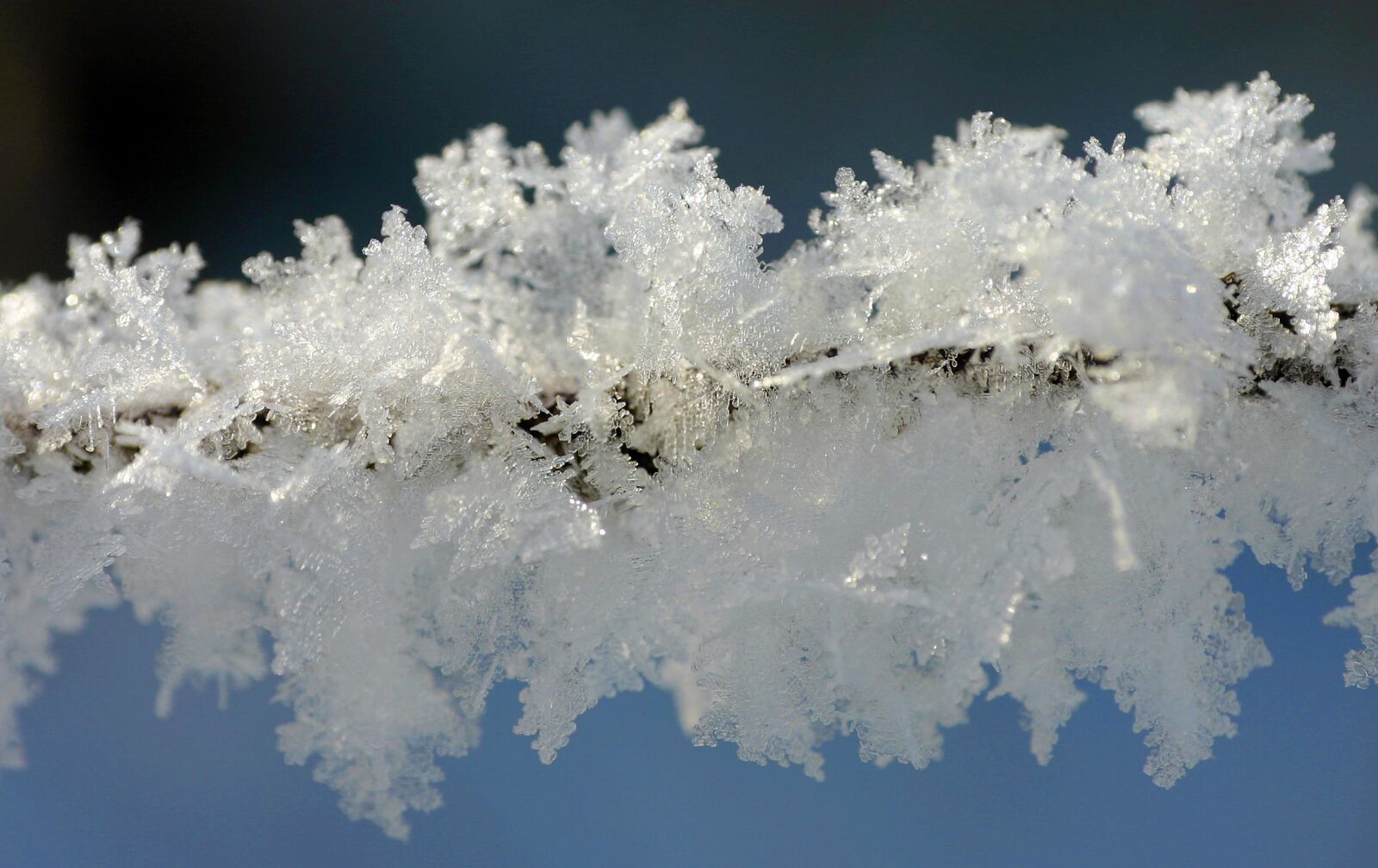 Canon EOS 300D (EOS Digital Rebel / EOS Kiss Digital) sample photo. Frost, winter, hoarfrost photography