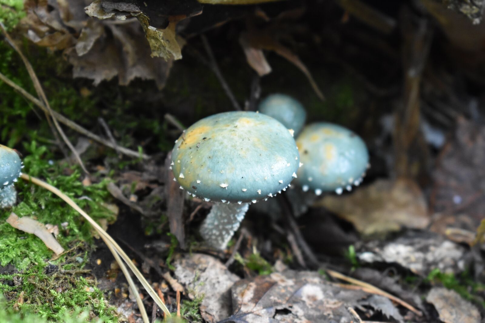 Nikon D3400 sample photo. Mushroom, poisonous, autumn photography