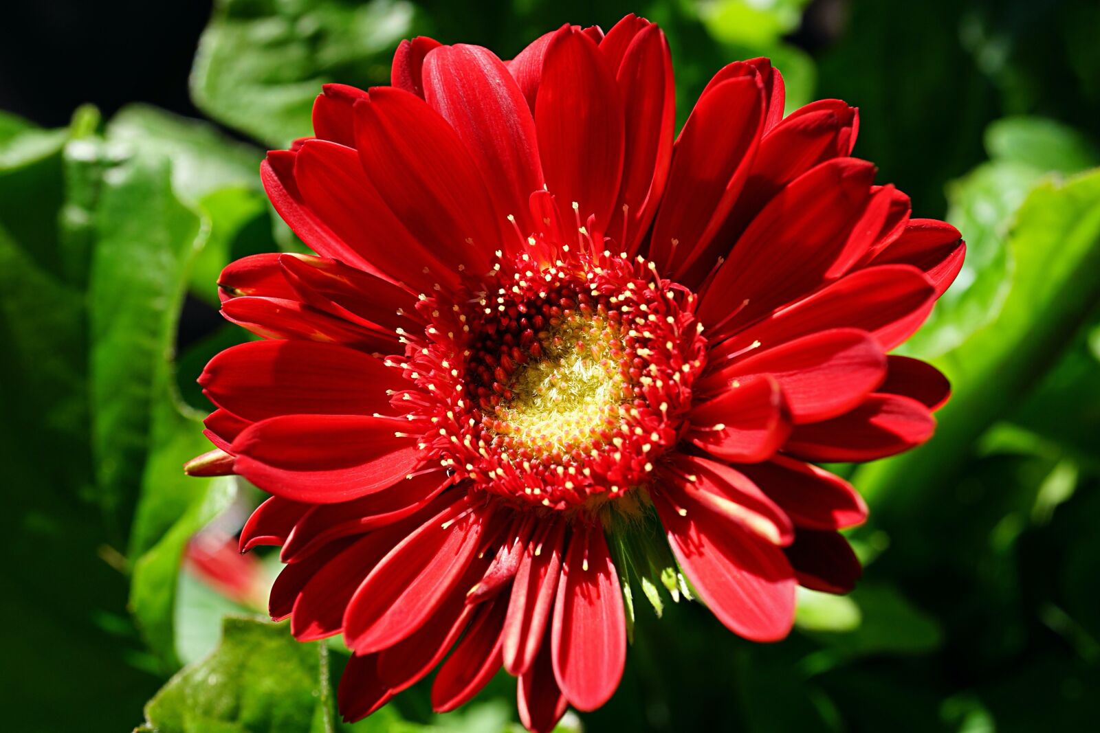 Sony a7 II + Sony E 30mm F3.5 Macro sample photo. Daisy, red, flower photography