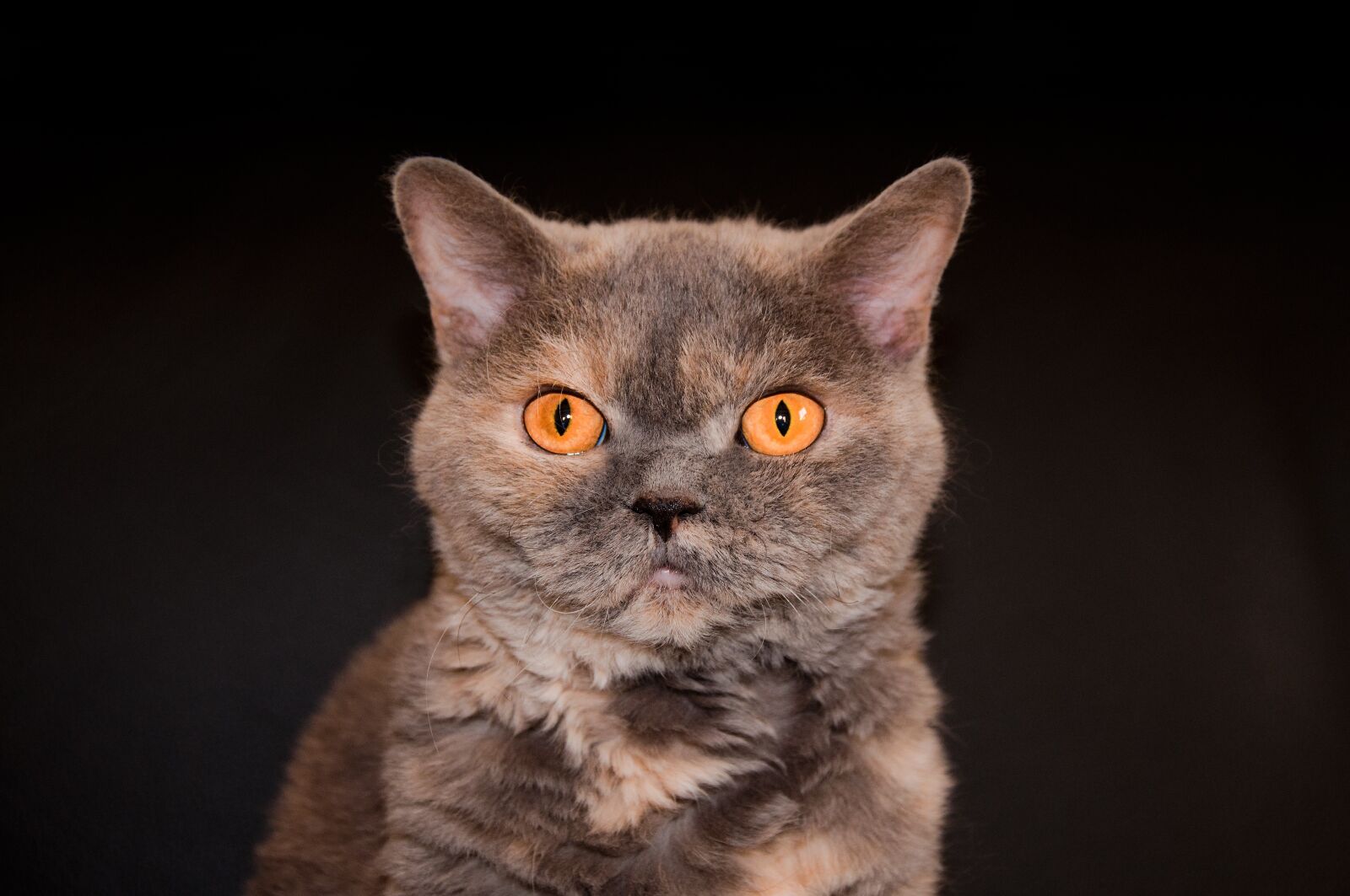 Nikon D90 sample photo. Cat, close up, portrait photography