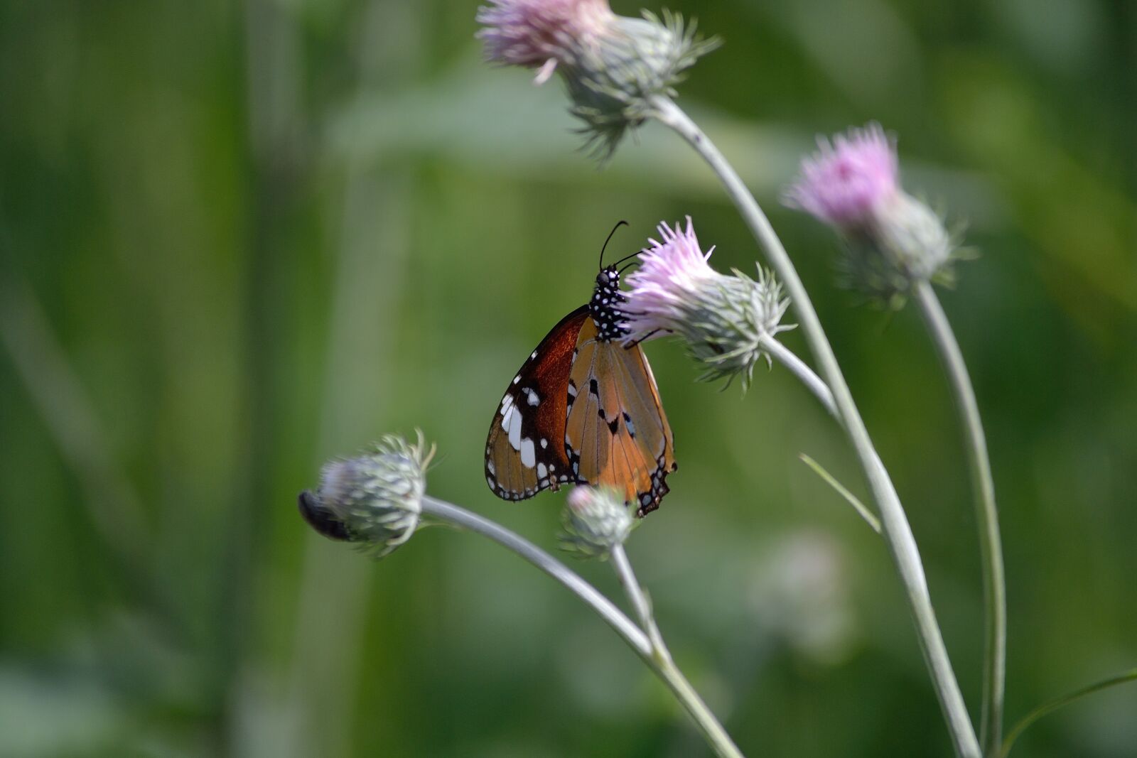 Nikon D3100 sample photo. Butterfly, flora, garden photography