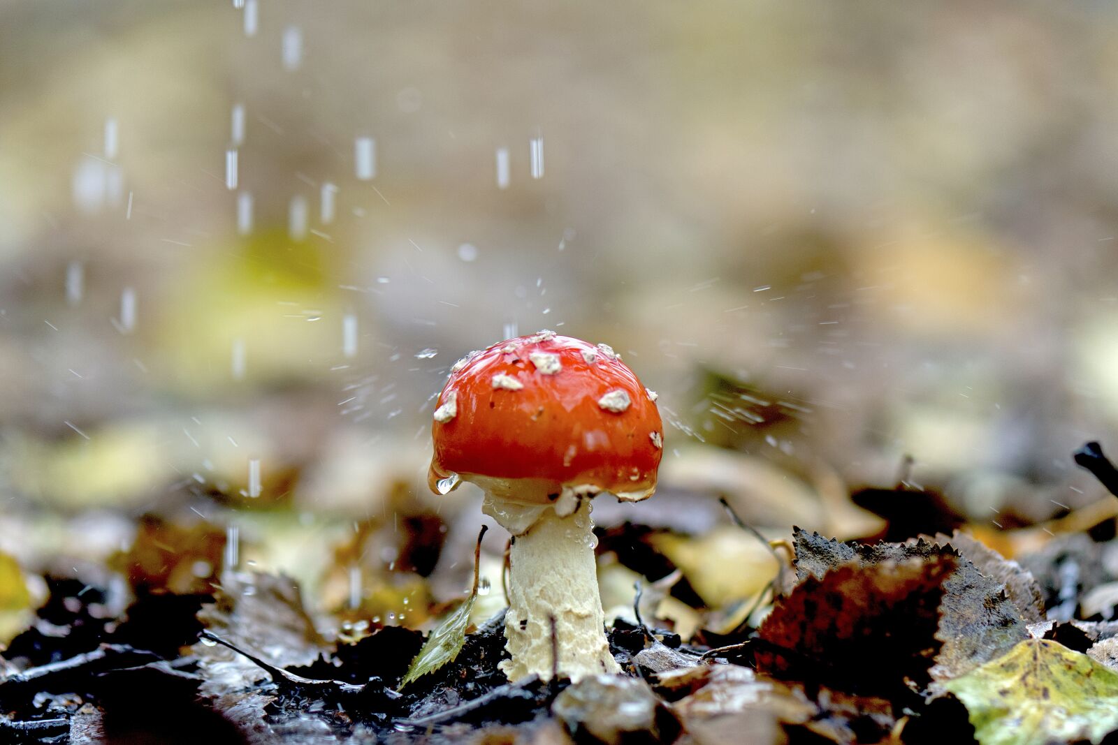 Nikon D500 sample photo. Fly agaric, rain, mushroom photography