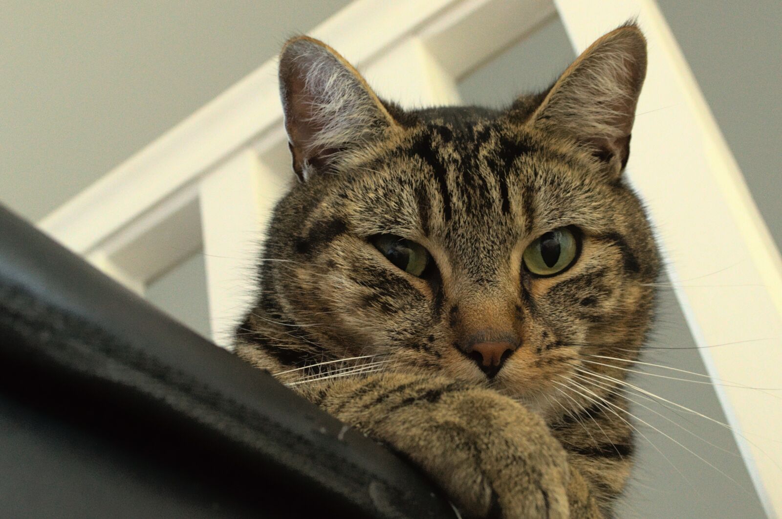 Nikon D3100 sample photo. Cat, pet, fur photography