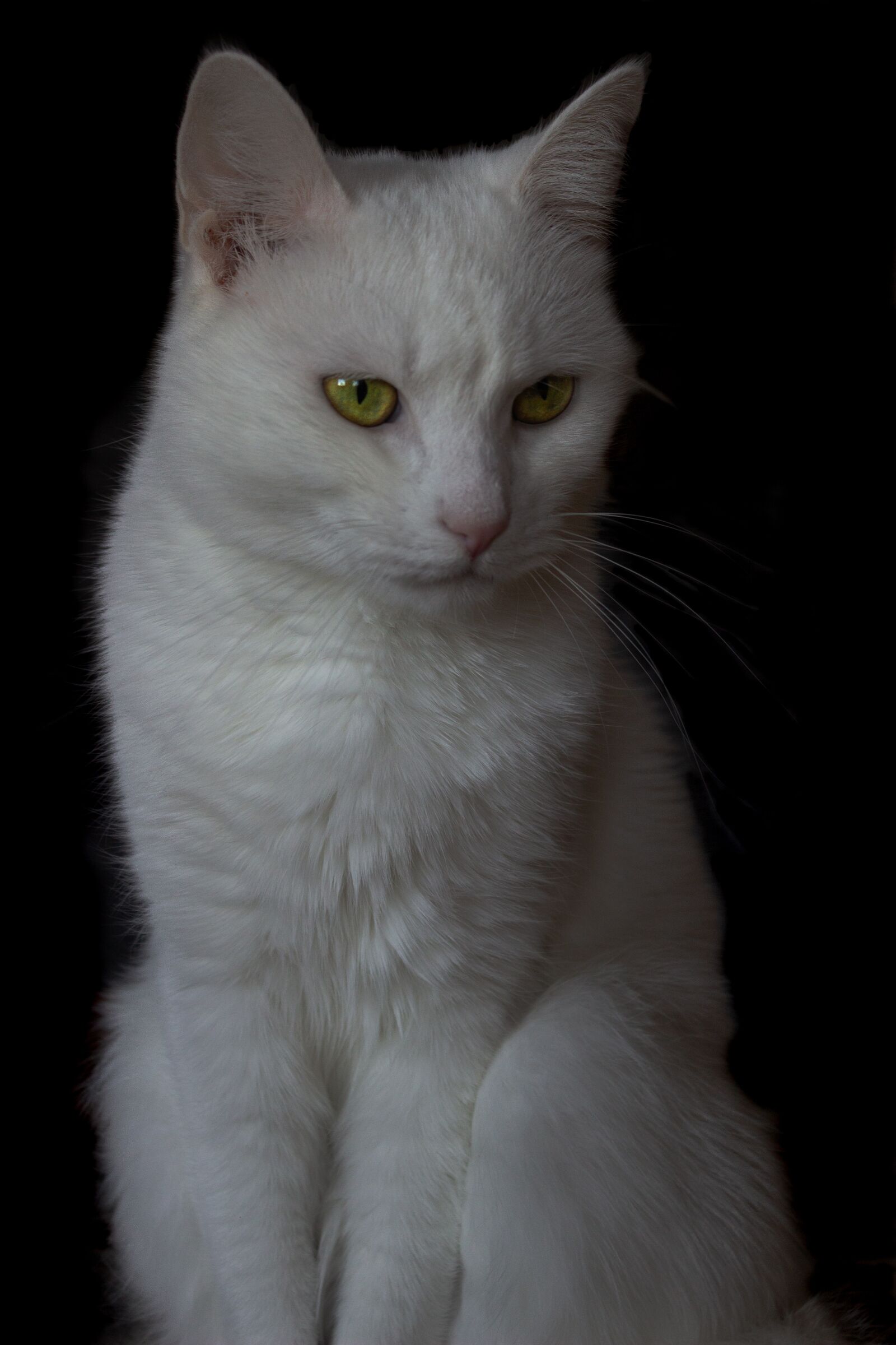 Canon EOS 600D (Rebel EOS T3i / EOS Kiss X5) sample photo. Cat, animal animals, white photography