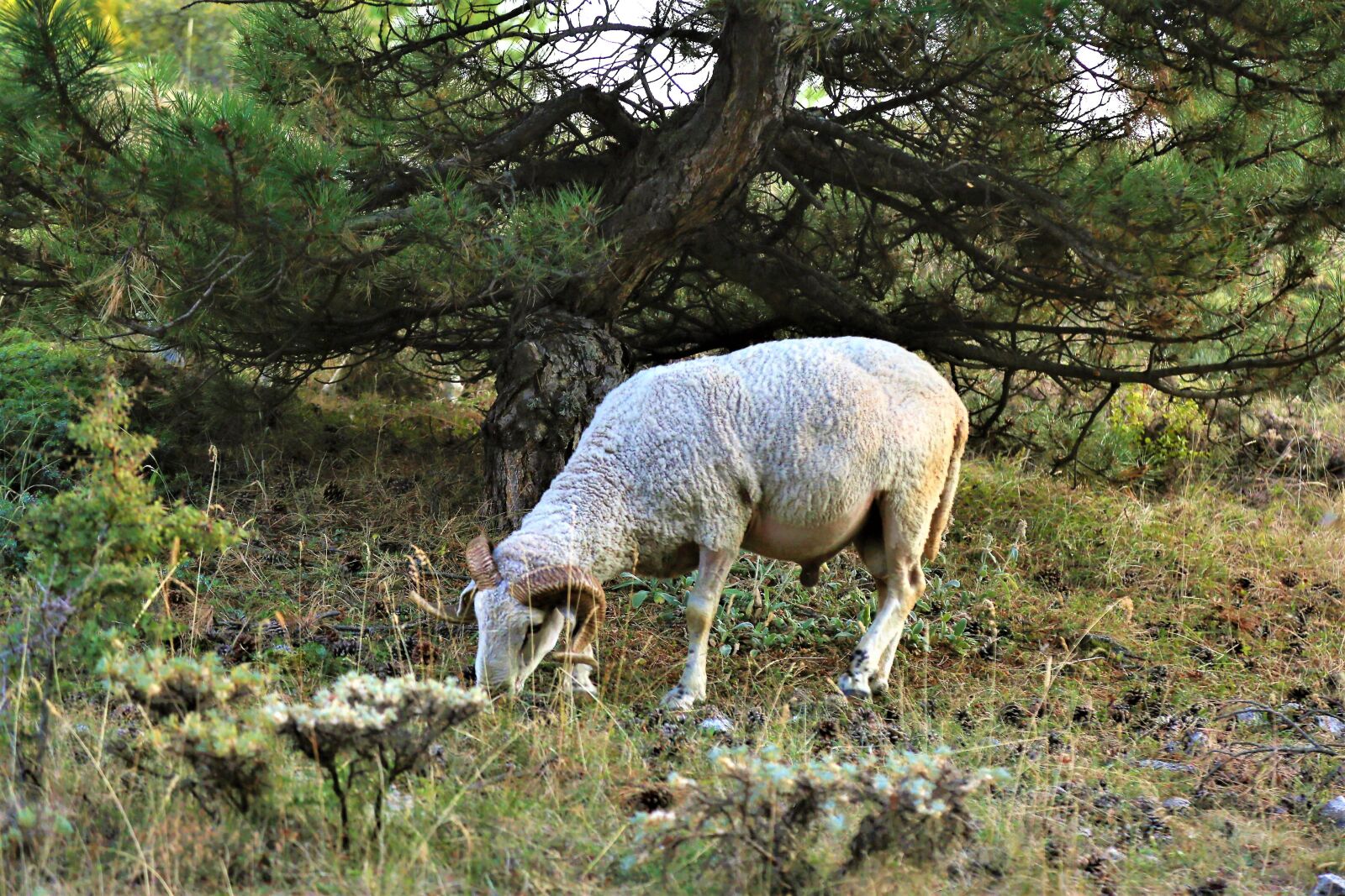 Canon EOS 5D Mark III sample photo. Coach, sheep, animal photography
