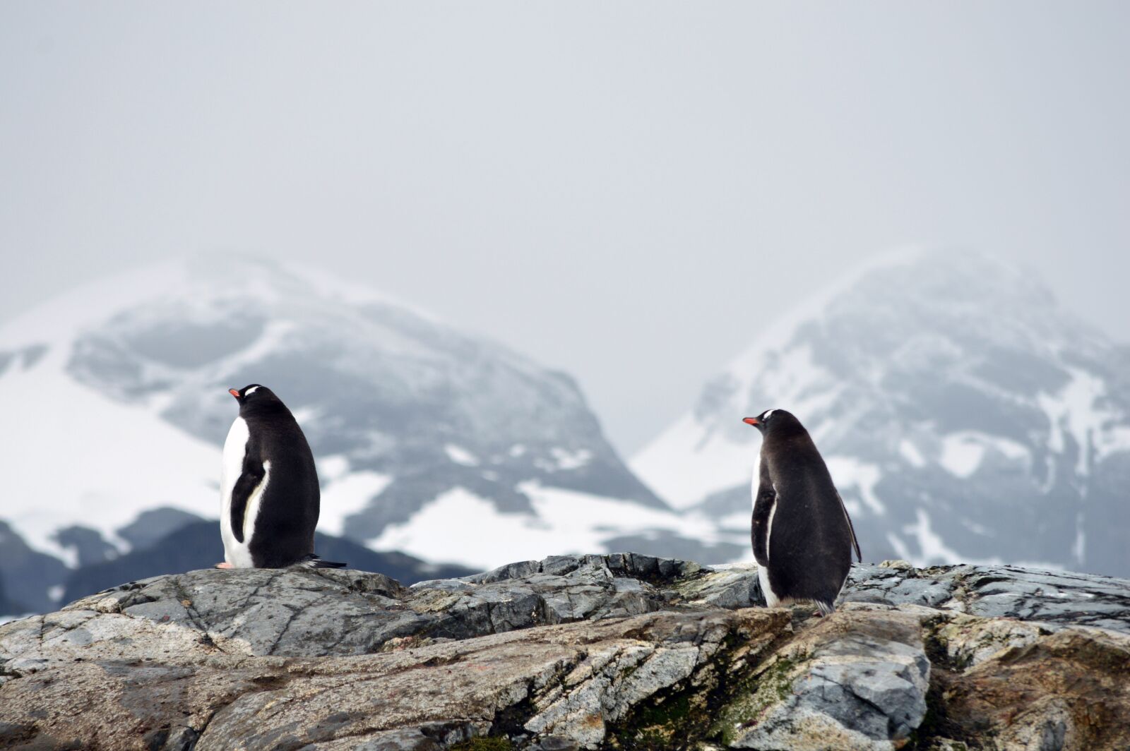 Nikon D3200 sample photo. Animals, antarctica, landscape photography