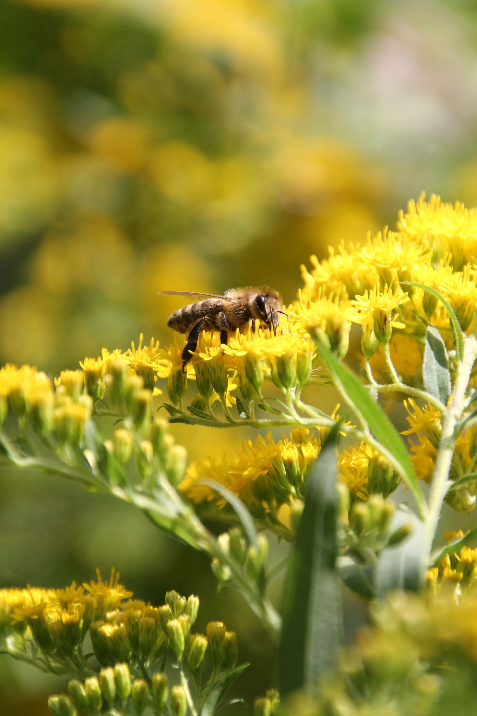 Canon EOS 1100D (EOS Rebel T3 / EOS Kiss X50) sample photo. Bee, yellow, flowers photography