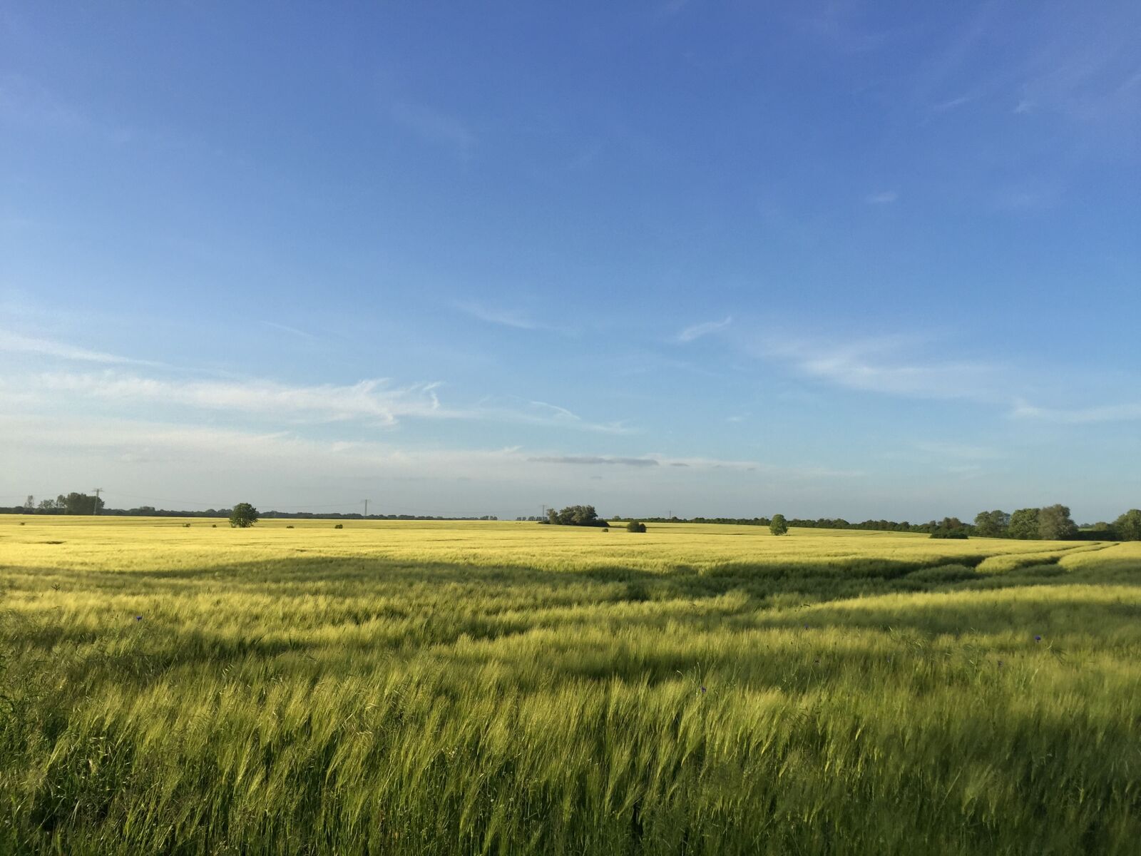 Apple iPhone 6 sample photo. Summer, cornfield, cereals photography