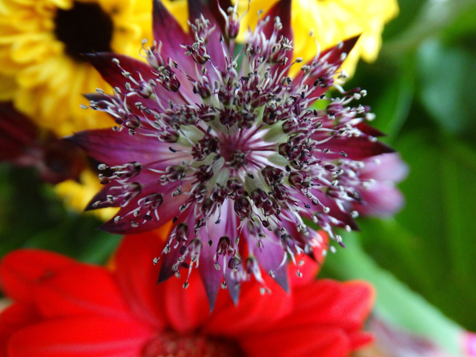 Sony Cyber-shot DSC-HX300 sample photo. Flower, purple, star photography