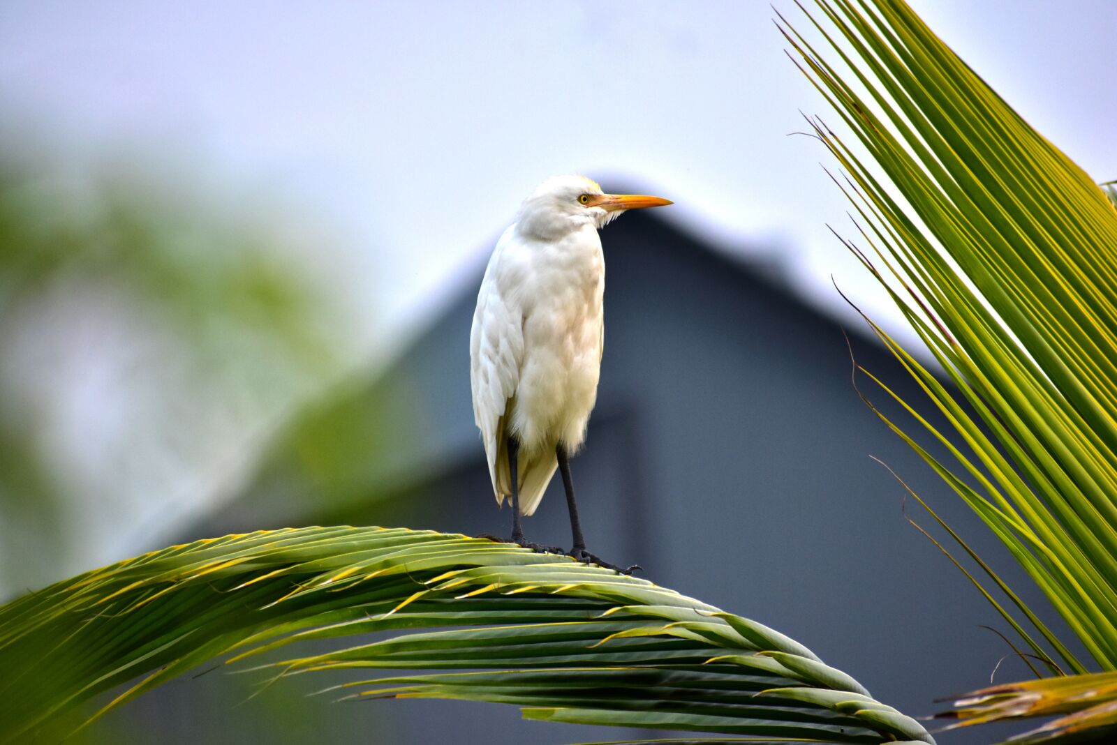 Nikon D3400 sample photo. Crane, bird, nature photography