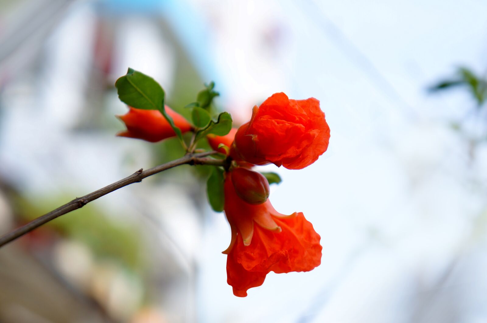 Sony Alpha NEX-F3 + Sony E 18-55mm F3.5-5.6 OSS sample photo. Natural, pomegranate blossom, red photography
