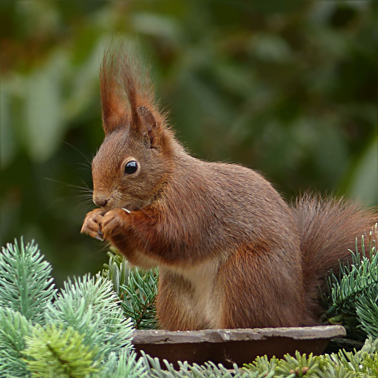 Panasonic Lumix DMC-FZ200 sample photo. Animal, mammal, squirrel photography