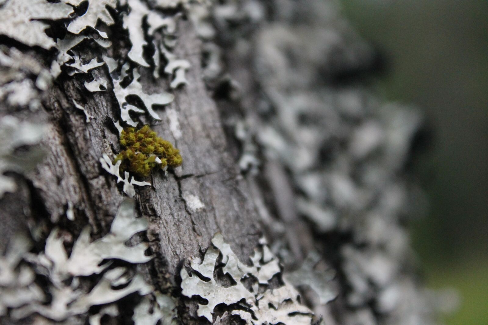 Canon EOS 1100D (EOS Rebel T3 / EOS Kiss X50) sample photo. Tree, moss, lichen photography